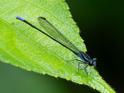 Argia johannella (Bristle-tipped Dancer) male-3.jpg